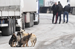 Астраханская область направит более 200 млн руб. на отлов 13,6 тыс. уличных собак