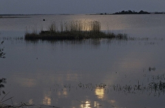 Около 4 км побережья Чудского озера в Псковской области расчистят к 2025 году
