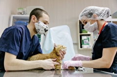 Иркутская область планирует увеличить зарплату ветеринарным специалистам
