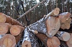 Еще 17 га леса вырубят в Прикамье из-за жука-вредителя