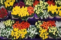 Почти 200 тонн цветов завезли в Сибирь к 8 Марта