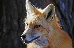 Карантин по бешенству ввели на востоке Красноярского края на полтора месяца