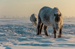 Власти Якутии в 2023г направят на поддержку коневодства почти 570 млн рублей