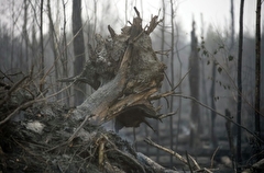 Пожароопасный период в Тульской области может начаться в первой декаде апреля