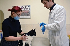 Подъемную выплату для молодых ветеринаров при трудоустройстве в селах ввели в Томской области