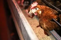 Птицефабрики Хабаровского края получат господдержку - более 70 млн рублей