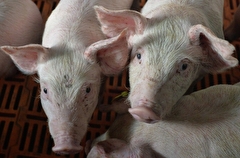 Краснодарский край за 6 лет почти удвоил поголовье свиней