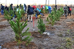 Лесопитомник для выращивания сосен построят в оренбургском нацпарке