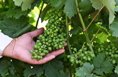 Краснодарский край в 2023г увеличит господдержку виноградарства до 1,2 млрд руб