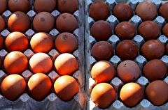 Врио главы Чукотки поручил ликвидировать дефицит яиц в Билибинском районе