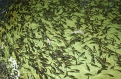 Более 100 тыс. мальков стерляди выпустили в Саратовское водохранилище