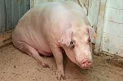 Очаг африканской чумы свиней выявили в селе Приморья