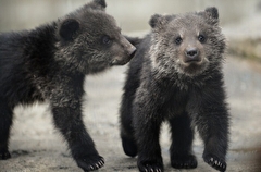 Медвежат-найденышей выпустили в леса Коми после реабилитации