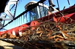 ЕАО за девять месяцев 2023 года удвоила экспорт сои в Китай