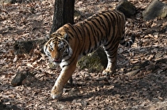 Занятия в школе в приморском селе отменили из-за амурского тигра