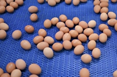 ФАС возбудила 10 дел против производителей яиц за нарушение законодательства