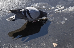 Причину гибели более 2 тыс. голубей выясняют на Кубани