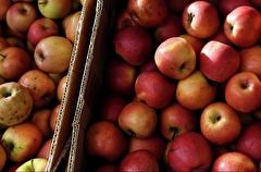Яблоки: польза и вред для здоровья. Интересные факты о фрукте
