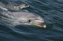 Прокуратура проводит проверку по факту гибели десятков дельфинов в Анапе