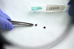 Свыше 700 человек уже пострадали от укусов клещей на Кубани с начала года
