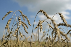 Эксперты: РФ из-за заморозков может потерять 3,9 млн т пшеницы