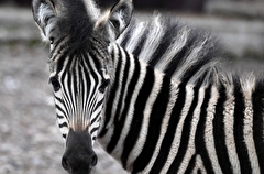 Жеребенок зебры впервые родился в зоопарке Казани