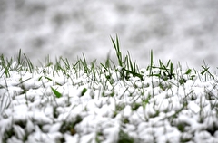 Самый поздний за последние шесть лет снегопад прошел в Прикамье