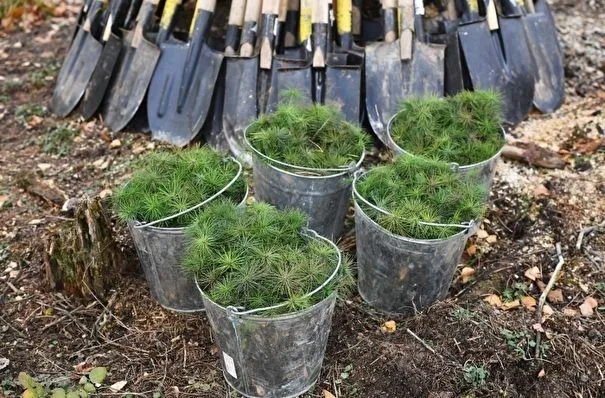 Лес восстановят у иркутской Вихоревки после прошлогоднего пожара