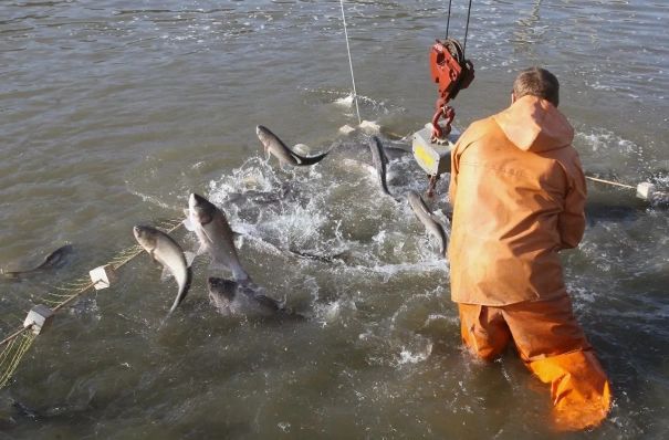 Запасы осетровых в Азовском море достигли 3 тыс. т, возможно возобновление промысла - Росрыболовство