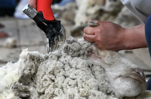 Дагестан и Белоруссия планируют запуск совместного предприятия по переработке шерсти