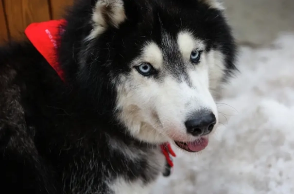 Законопроект о лицензировании для заводчиков собак подготовят на Ставрополье