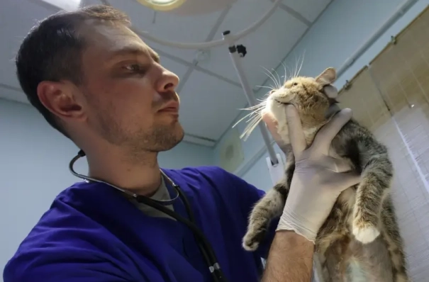 Вуз увеличил набор целевиков-ветеринаров в Приангарье, где есть нехватка кадров