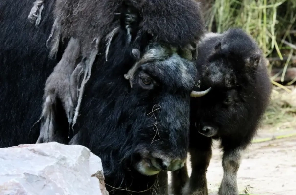 Новый питомник для бизонов открыли в Олекминском районе Якутии