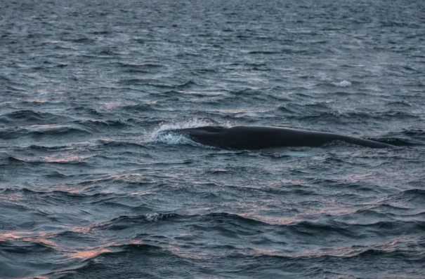 Исследования горбатых китов проведут летом на северном побережье Чукотки