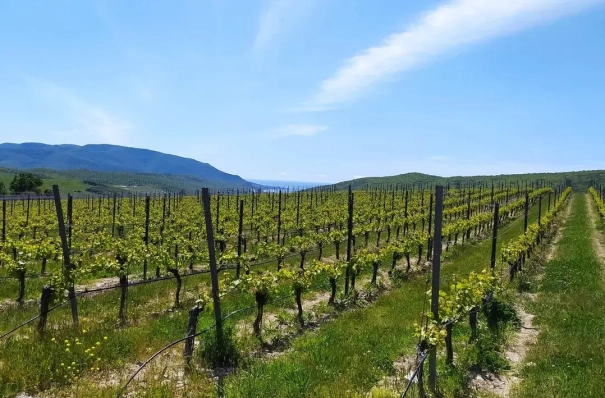 Правительство РФ поддержало законопроект о строительстве виноделен и туристических объектов на сельхозземлях