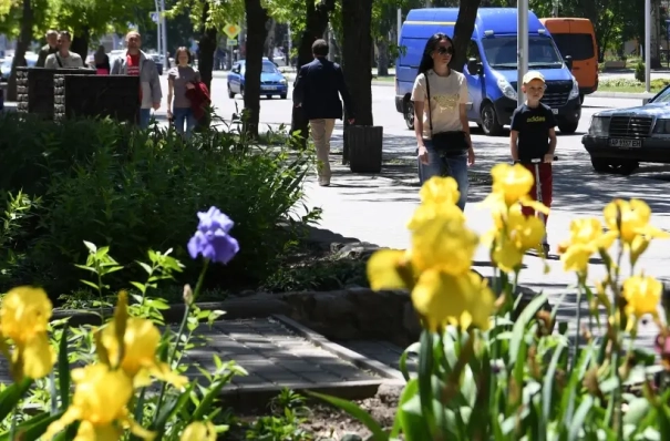 Улицы и площади Мурманска украсят почти 150 тыс. цветов – мэрия