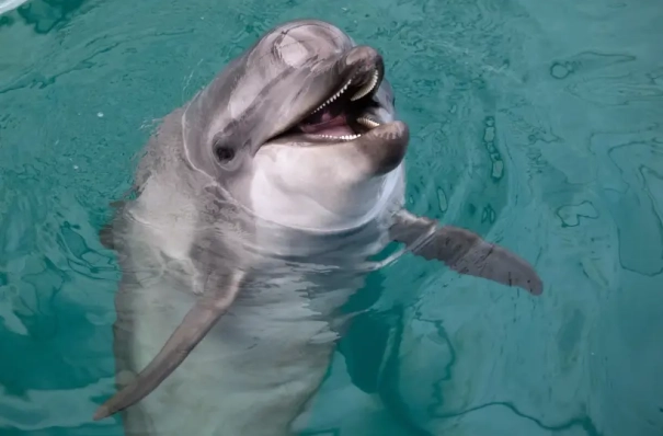 Дельфинов заметили неподалеку от Петербурга