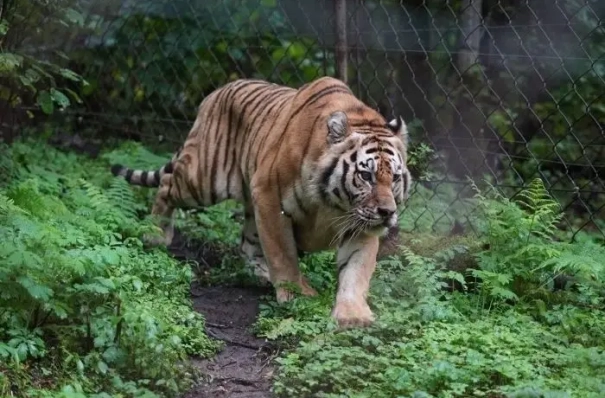 Новый центр реабилитации диких животных построят в Хабаровском крае