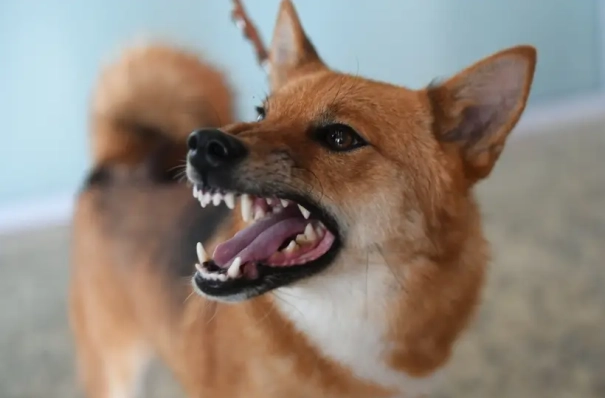 Тюменское СУ СКР призвало принять меры против нападений собак в регионе