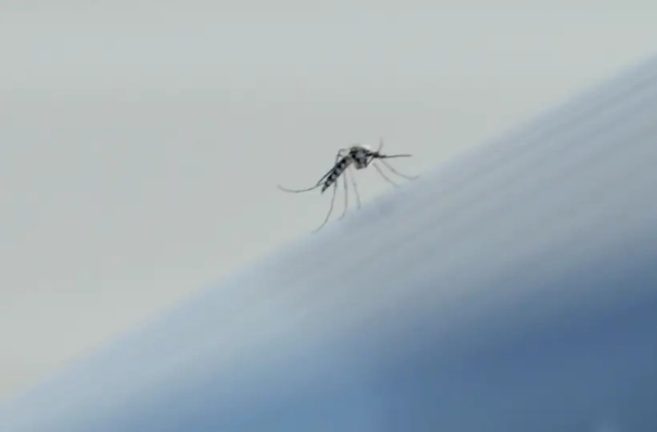 Попова: вероятность передачи лихорадки чикунгунья через комаров практически отсутствует