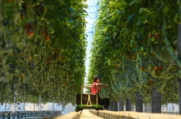 Краснодарский край за 10 лет нарастил производство тепличных овощей вдвое