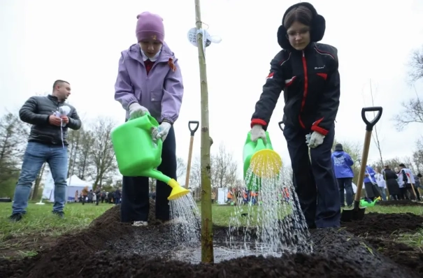 Почти 6 тыс. деревьев высадили в Петербурге за месяц