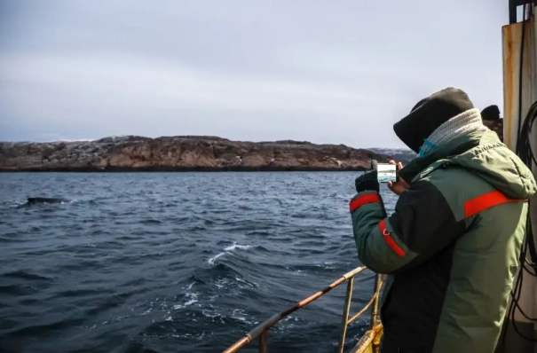 Мурманская область разработала правила для безопасного наблюдения за китами