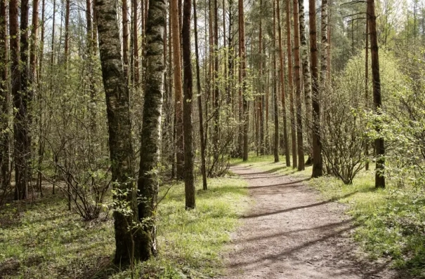 Требования к арендаторам лесов предлагают ужесточить в Ленинградской области