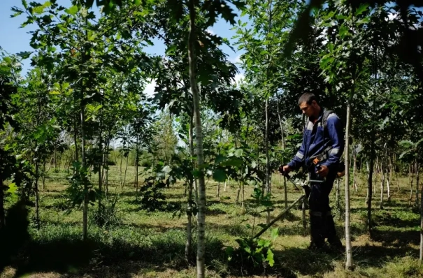Более 5 тыс. молодых дубов высадили на Куликовом поле