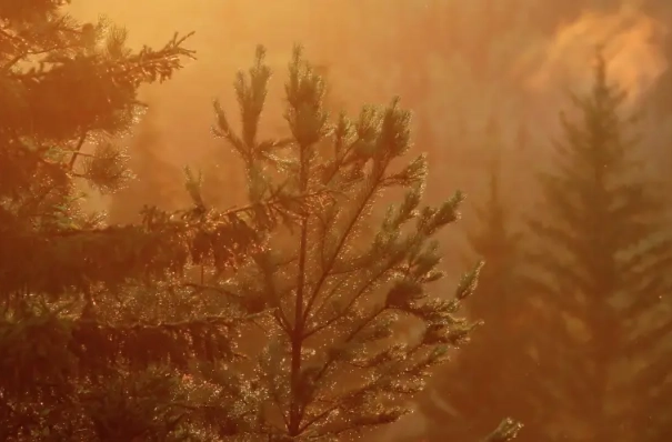 Охранные зоны для памятников природы начали создавать в Коми