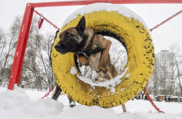 ГОСТ на собачьи площадки разработали в Татарстане