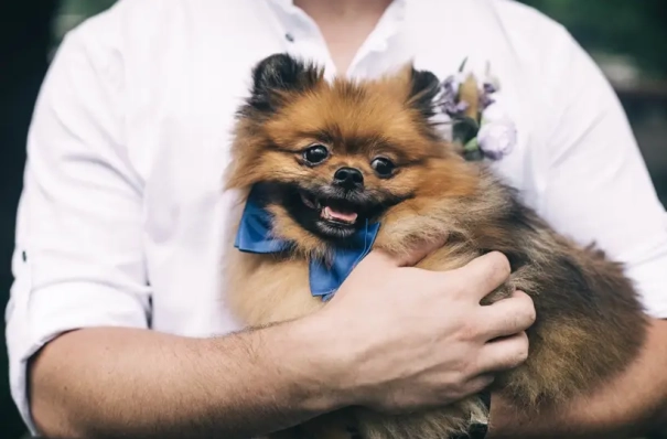 В Москве появились онлайн-консультации врачей государственных ветклиник