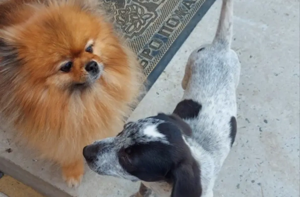 Челябинская область ввела регистрацию и чипирование домашних собак с 2026 года