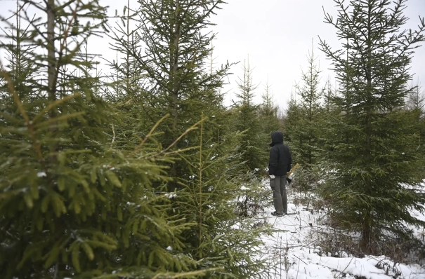 Модернизация 7 лесных питомников запланирована в 2026г в ДФО - Минприроды